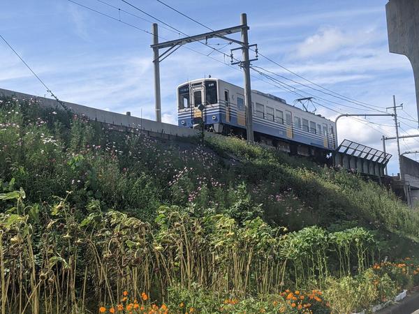 2021高橋えちぜん鉄道コスモス.jpg