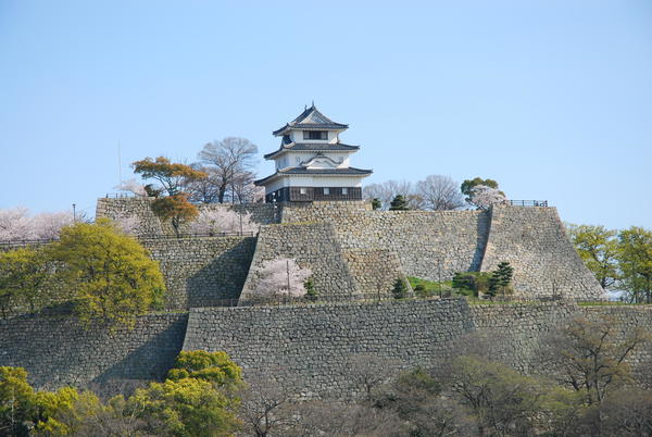 丸亀城桜.jpg