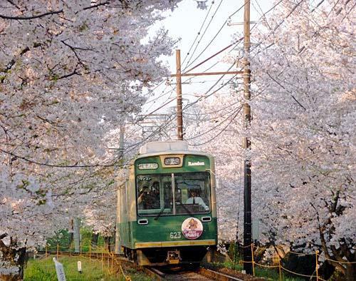 桜トンネル.jpg