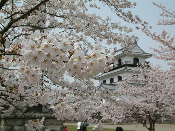 白石城桜.jpg