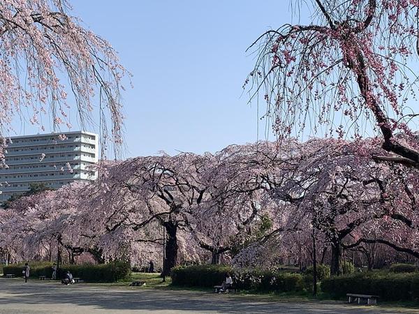 仙台桜①.jpg