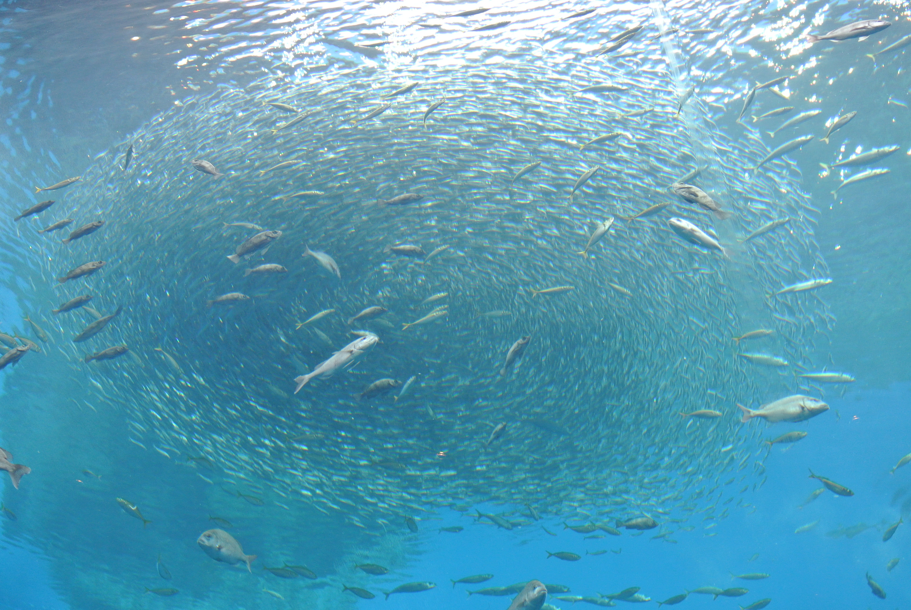 水族館２