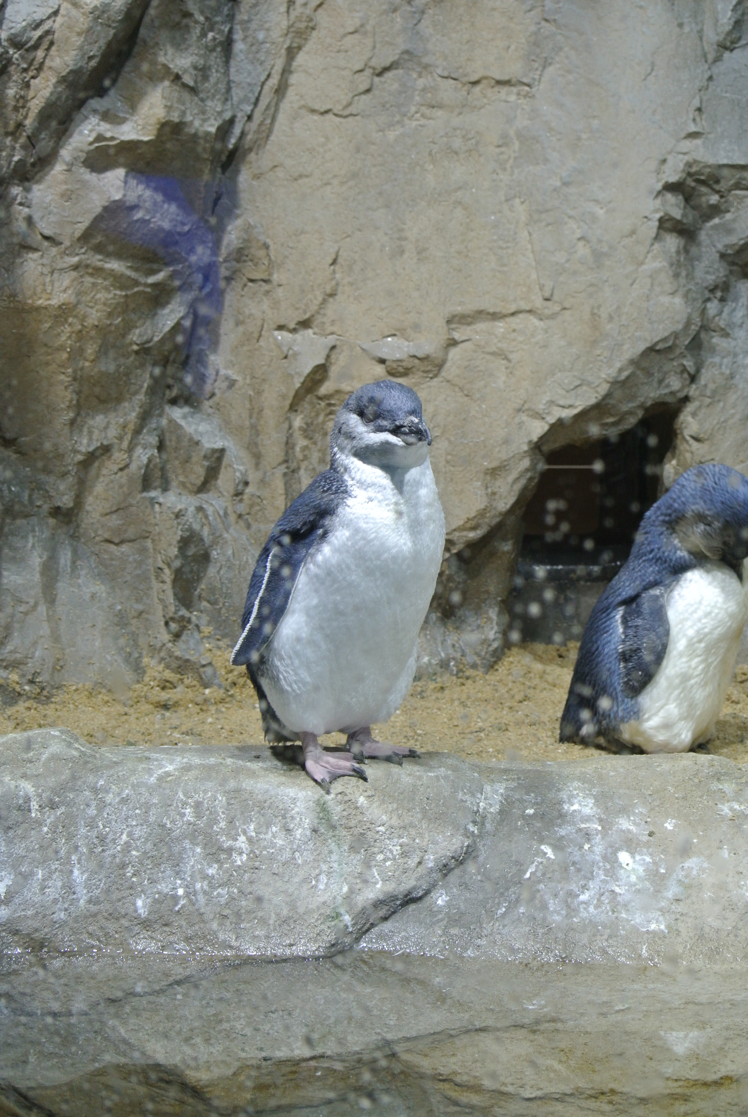 水族館７