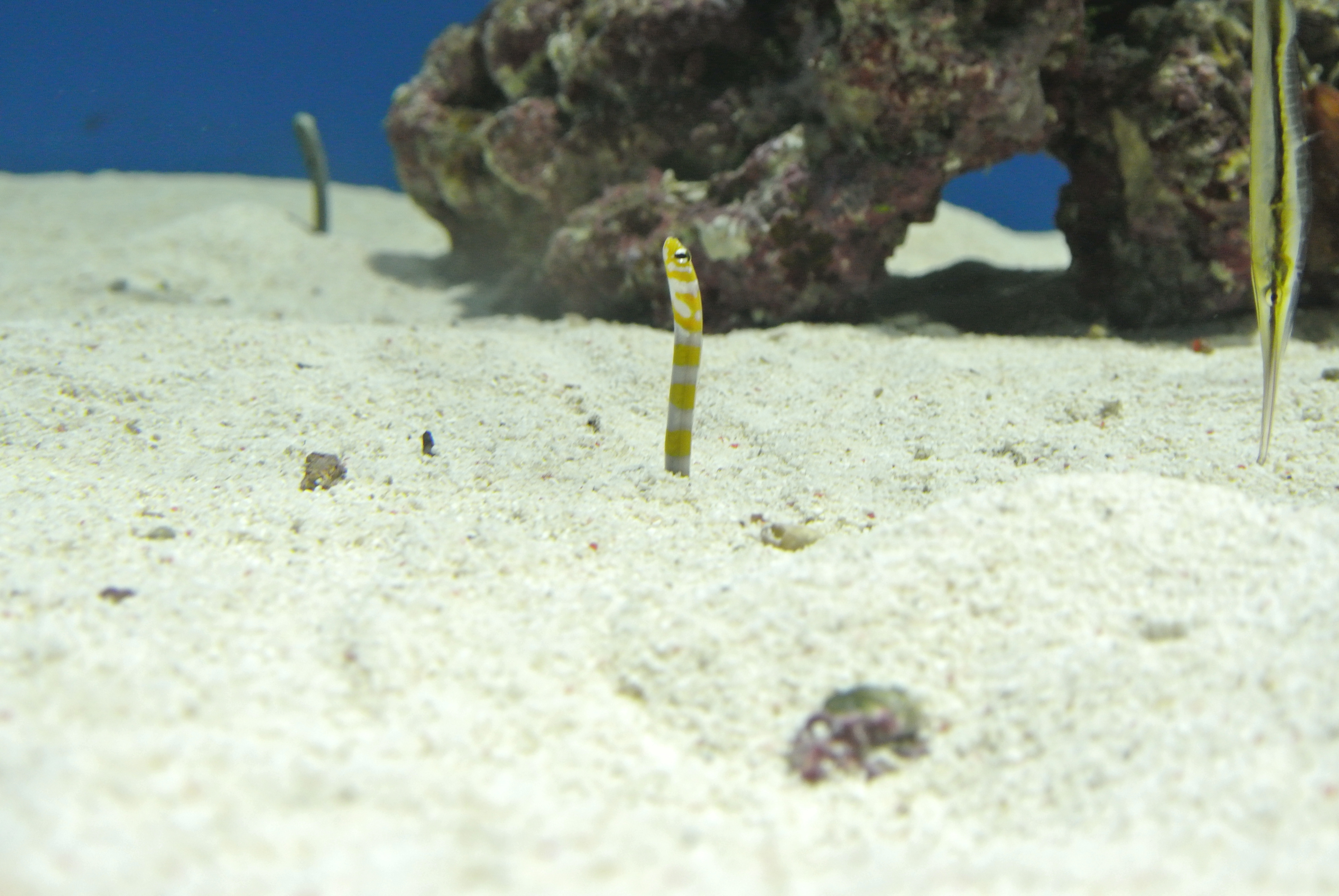 水族館８