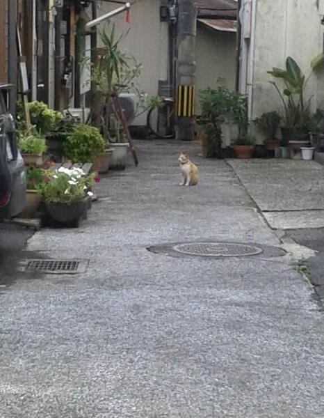 山形屋宮崎店裏路地の猫.jpg