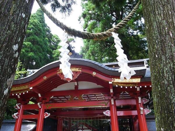 小：R9141234●霧島東神社：杉の木.jpg