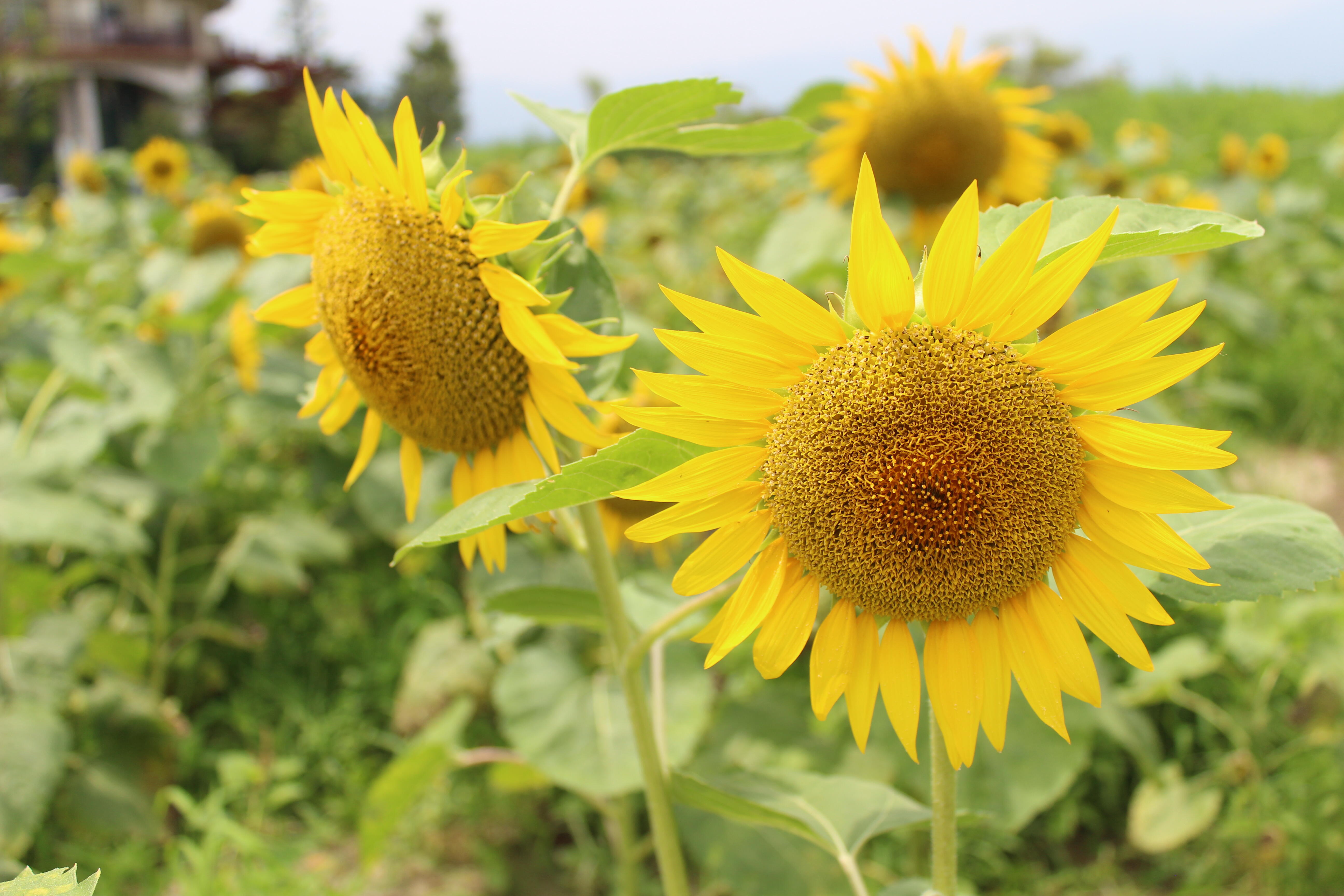 よしもと住みます芸人47web 滋賀